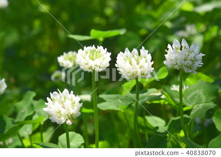 白爪草 照片素材 圖片 圖庫