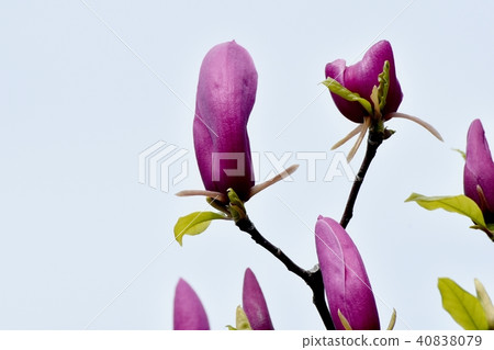 Shimokuren盛開在三鷹中原 40838079