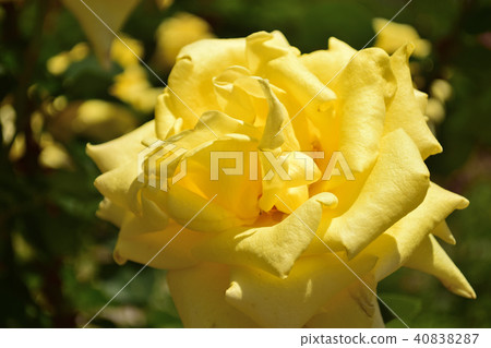 Rose Mika Rose Mika 40838287