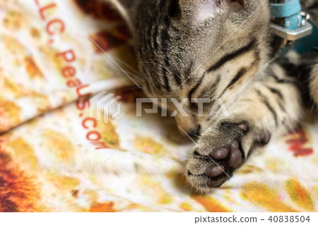 睡覺的貓咪 睡覺的貓咪 40838504