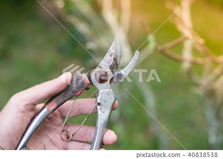 old pliers to cut the branches. old pliers to cut the branches. 40838538