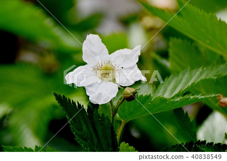 Kajidaki blooming in Mitaka Nakahara Kajidaki blooming in Mitaka Nakahara 40838549