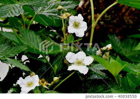 Kajidaki blooming in Mitaka Nakahara 40838550