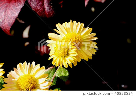 Yellow spray spraying in Mitaka Nakahara 40838554