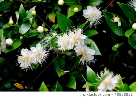 Mingtail birch blooming in Nakahara Mingtail birch blooming in Nakahara 40838831