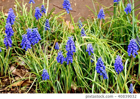 Mitaka Sengawa walkway Muscari blooming next door 40839032