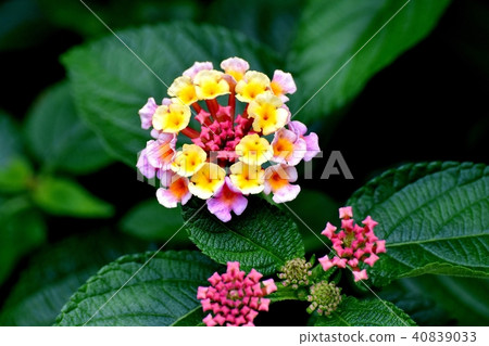 Lantana blooming in Mitaka Nakahara 40839033