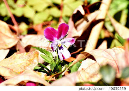 Purple and white violet blooming in Mitaka Nakahara 40839259
