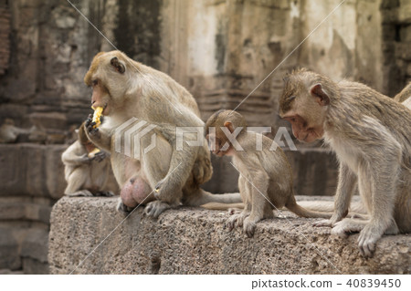 Group of monkeys in Thailand Group of monkeys in Thailand 40839450