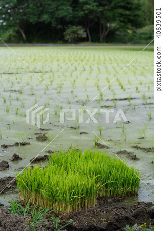 Paddy fields and seedlings finished rice planting 40839501