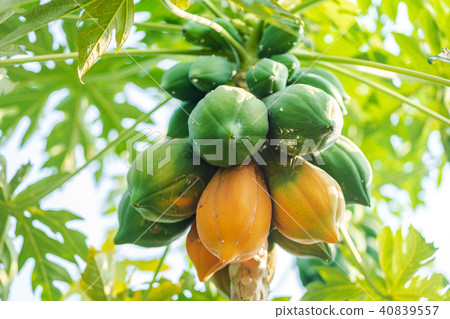 Yellow and green papaya on tree Yellow and green papaya on tree 40839557