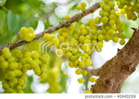 Star gooseberry fruit on tree 40840289