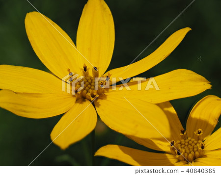 coreopsis coreopsis 40840385