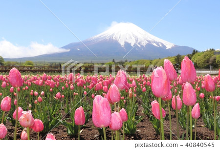 Fuji and tulips 40840545