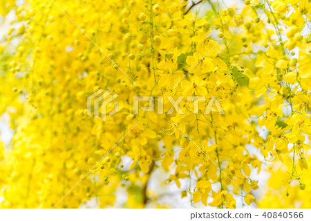 Golden Shower Tree, Yellow flowers background Golden Shower Tree, Yellow flowers background 40840566