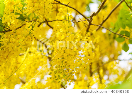 Golden Shower Tree, Yellow flowers background 40840568