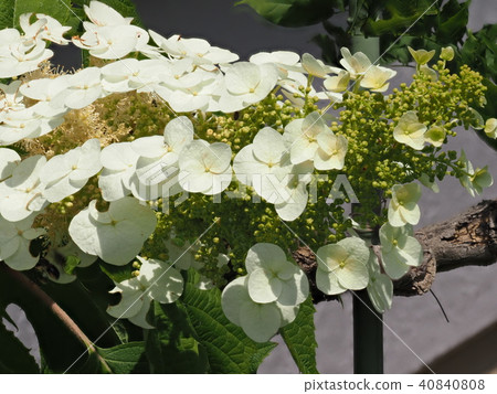 Kashiwaba繡球花 40840808