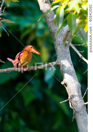 琉球Akashoubin 40841092