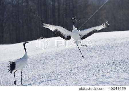 Dancing of cranes (Hokkaido, Tsurui) 40841669