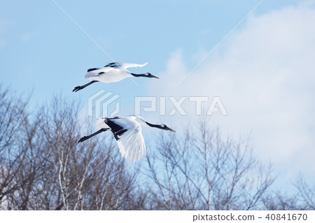Two downhill cranes that fly down (Hokkaido, Tsurui) 40841670