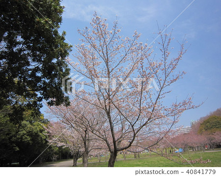 Kobe Nishi-ku Station Nishinigasaka Park Park Sakura Kobe Nishi-ku Station Nishinigasaka Park Park Sakura 40841779