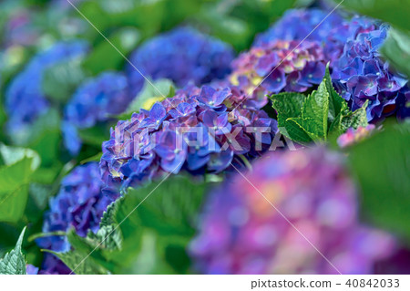 繡球花 40842033
