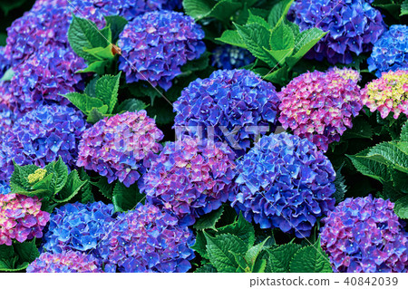 Hydrangea Hydrangea 40842039