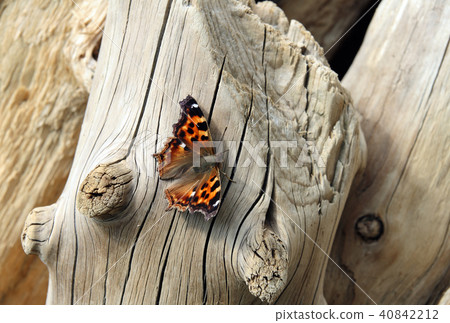 Bright beautiful butterfly sitting on the trunk of a dry tree 40842212