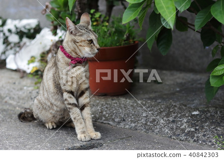 Cat Cat 40842303