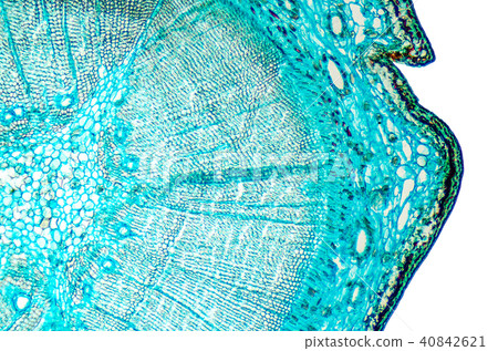 Pine mature wood cross section under microscope 40842621