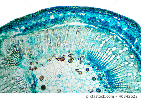 Stem of cotton cross section under microscope 40842622