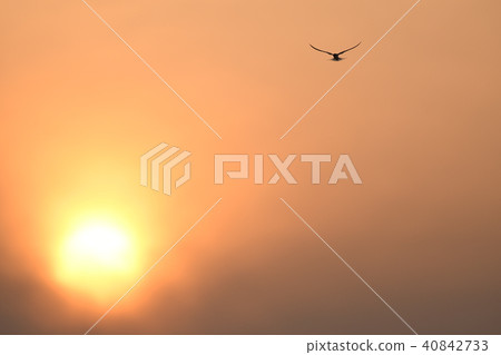 Sunset and Cordyceps Sunset and Cordyceps 40842733