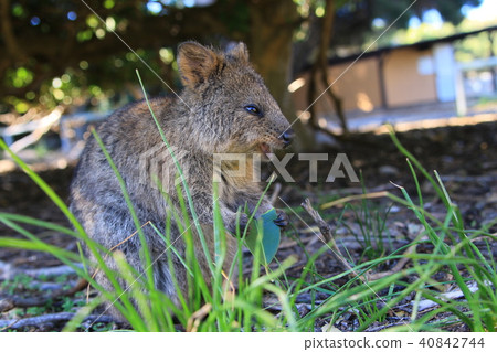Quacker wallaby Quacker wallaby 40842744