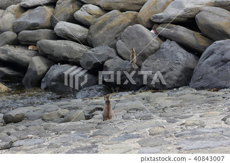 一隻貓 一隻貓 40843007