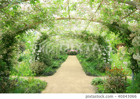 東武寶藏花園,白玫瑰拱門(5月)群馬縣立大林市 東武寶藏花園,白玫瑰拱門(5月)群馬縣立大林市 40843066