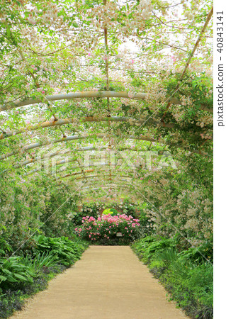 東武寶藏花園，白玫瑰拱門（5月）群馬縣立大林市 40843141