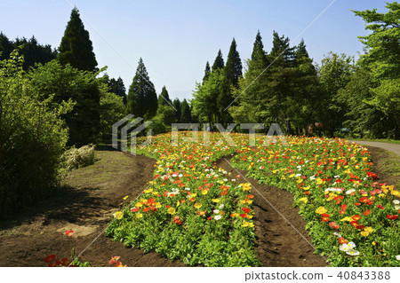 Kuju花公園的鴉片領域 Kuju花公園的鴉片領域 40843388