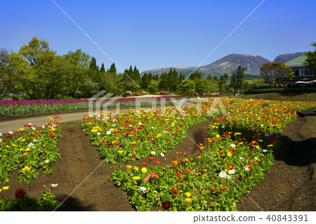 Kuju花公園的鴉片領域 Kuju花公園的鴉片領域 40843391