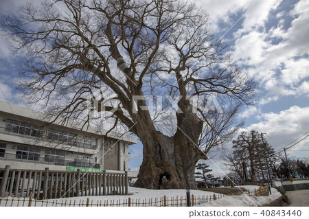 山形縣Higashine市東Kaneyama大zelkova 40843440