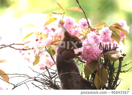 Sakura and Ezoris Sakura and Ezoris 40843567