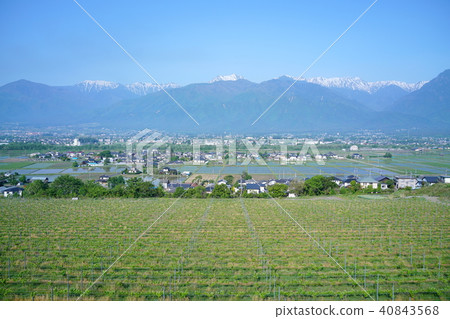 Wine vineyard: Paddy field: Townscape Kita-Azumi-gun Ikeda Wine vineyard: Paddy field: Townscape Kita-Azumi-gun Ikeda 40843568