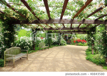 東武寶藏花園 玫瑰園白玫瑰 五月 群馬縣tatebayu市 照片素材 圖片 圖庫