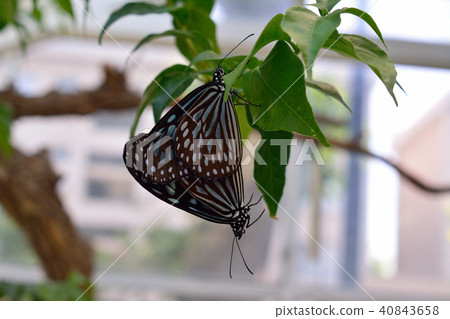 Ryukyu Asagi Mudara交配 Ryukyu Asagi Mudara交配 40843658