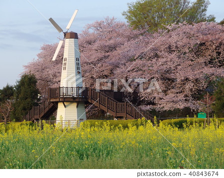 Scenery near Saitama City citizen's forest Spring Spring Scenery near Saitama City citizen's forest Spring Spring 40843674
