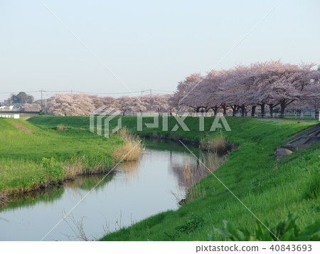 Scenery in the vicinity of Saitama-shi Omiya gymnasium Spring 40843693