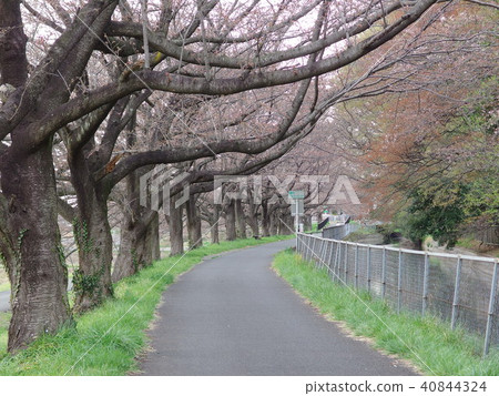 Cherry Blossoms in Saitama City 2018 Blooming 40844324