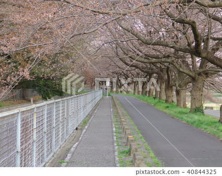 Cherry Blossoms in Saitama City 2018 Blooming 40844325