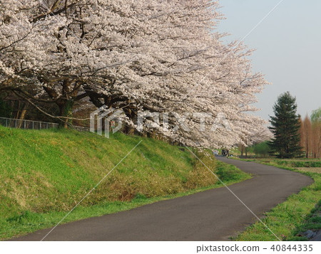 Cherry blossom corridor in Saitama City 2018 in full bloom Cherry blossom corridor in Saitama City 2018 in full bloom 40844335