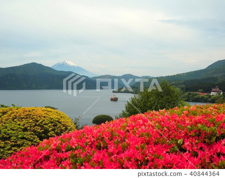 Azalea blooms Ashinoko and Fuji landscape 40844364