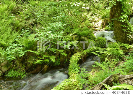 Primitive forest and clear stream 40844628
